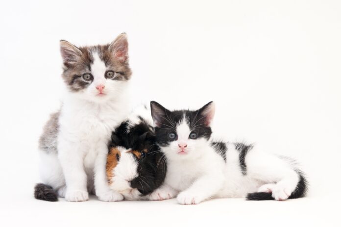 Cat Behaviour