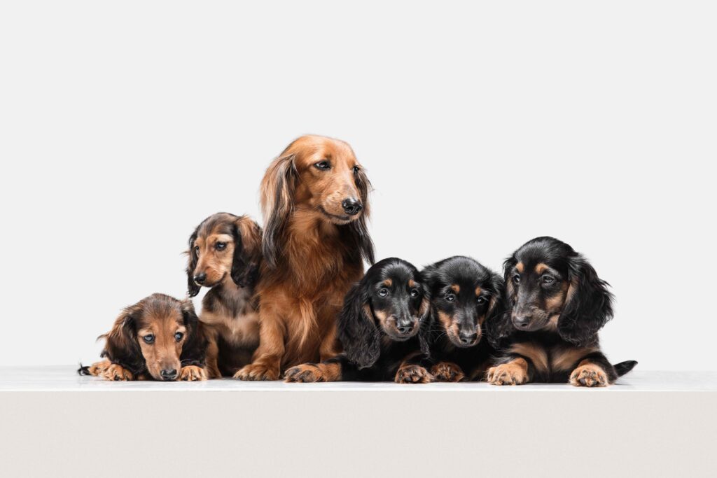 cute puppy dachshund dog posing isolated white wall