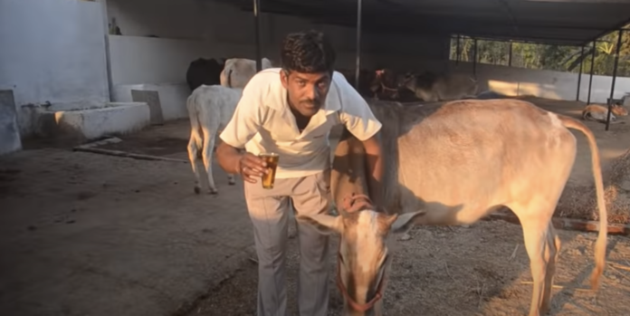indian having Cow Urine